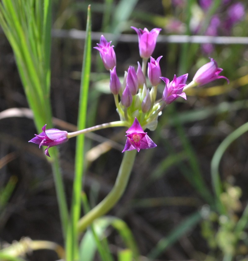 Mexicali Onion photo 4