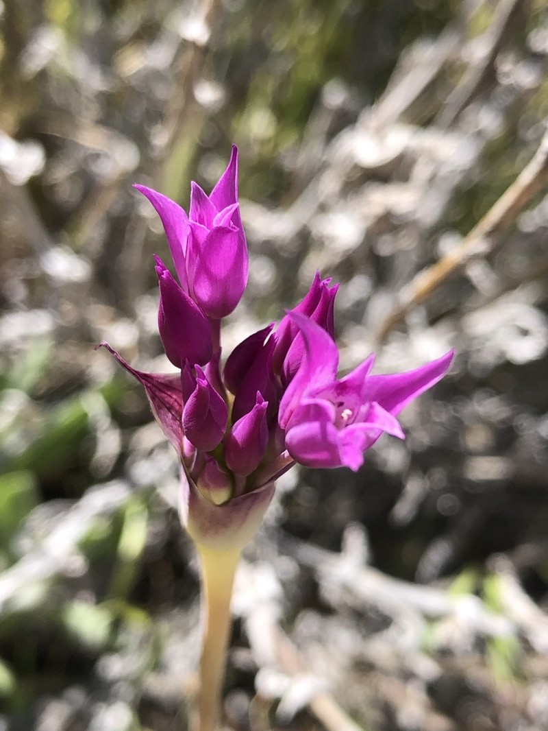 Mexicali Onion photo 5