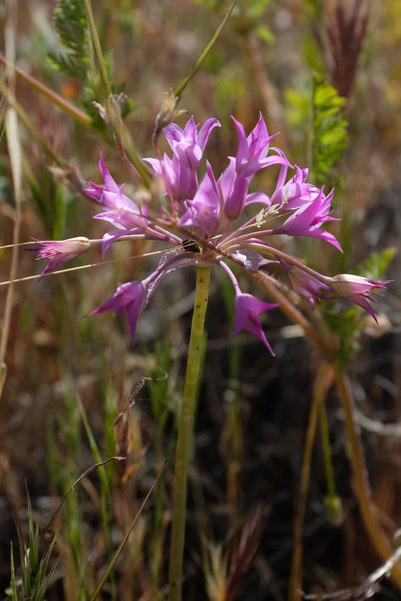 Mexicali Onion photo 7
