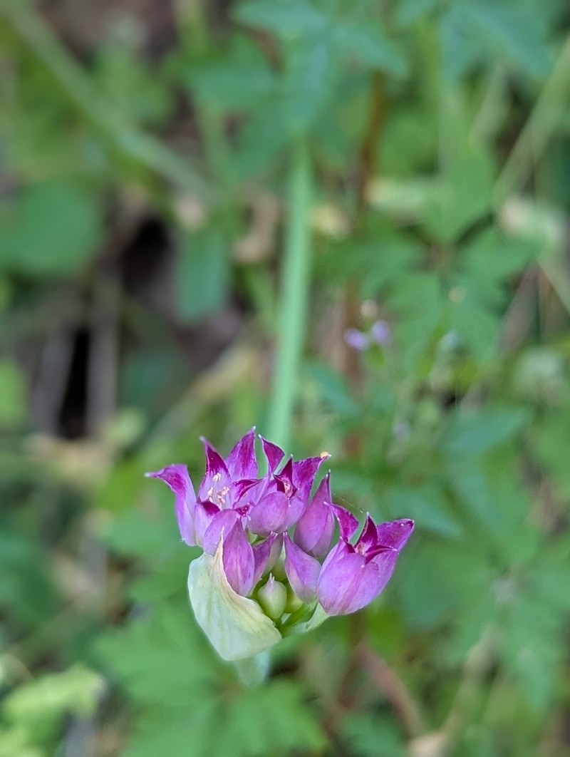 Allium peninsulare var. franciscanum