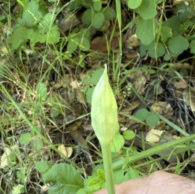 Allium peninsulare var. franciscanum photo 2