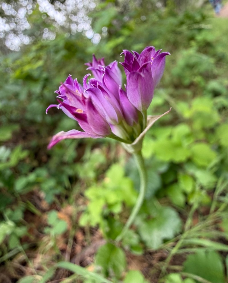 Allium peninsulare var. franciscanum photo 3