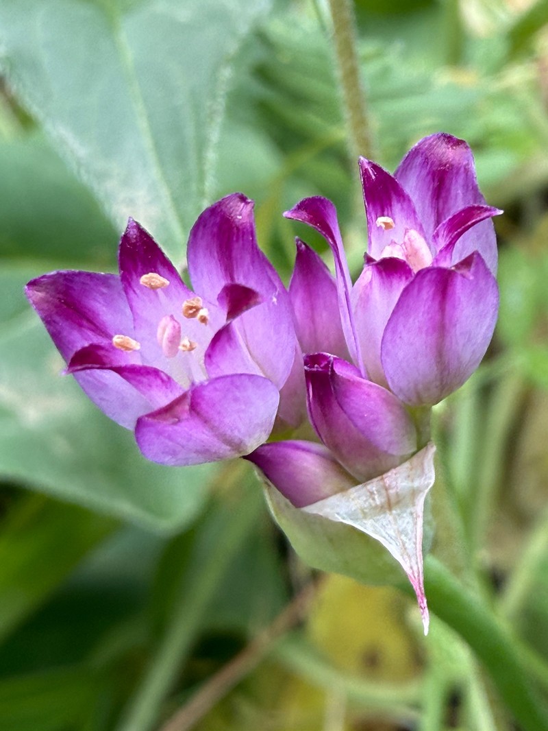 Allium peninsulare var. franciscanum photo 4