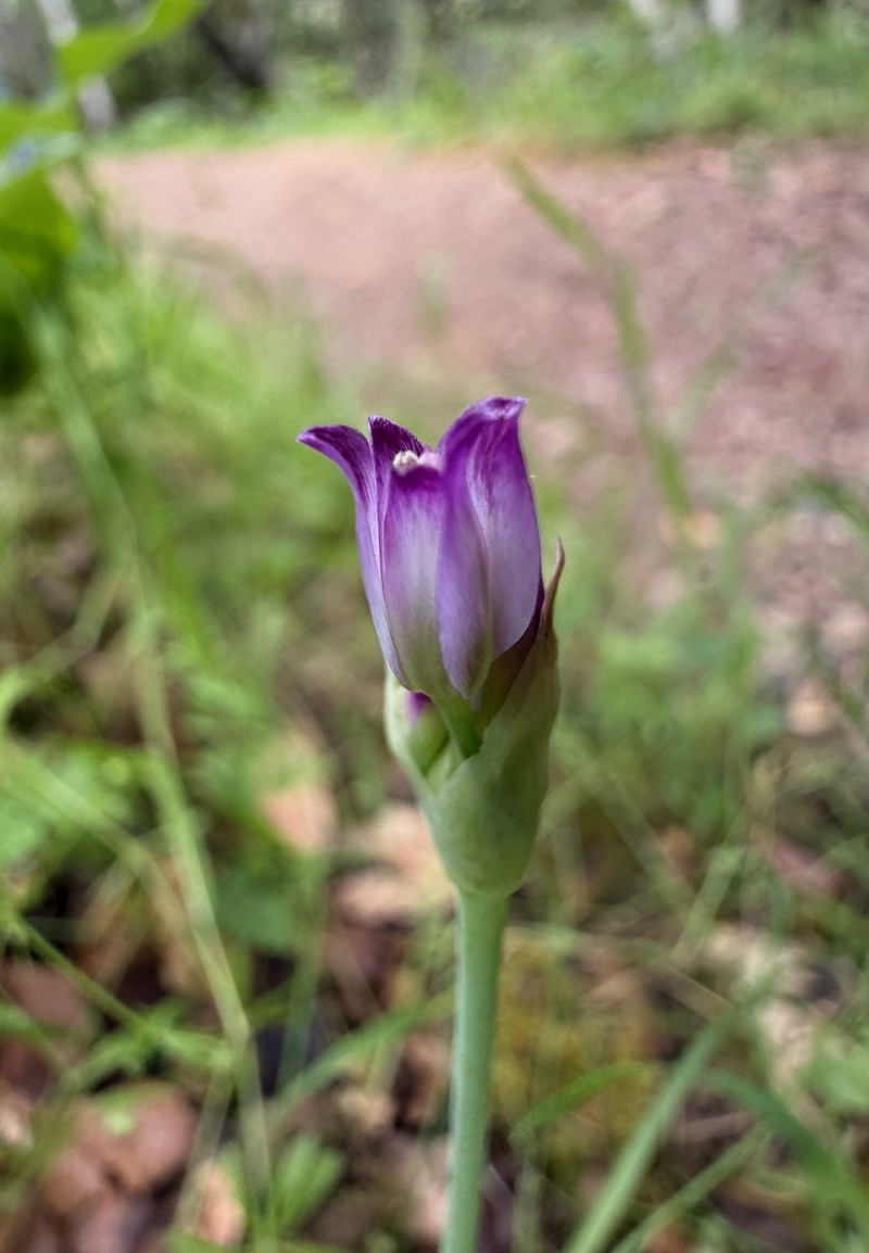 Allium peninsulare var. franciscanum photo 5