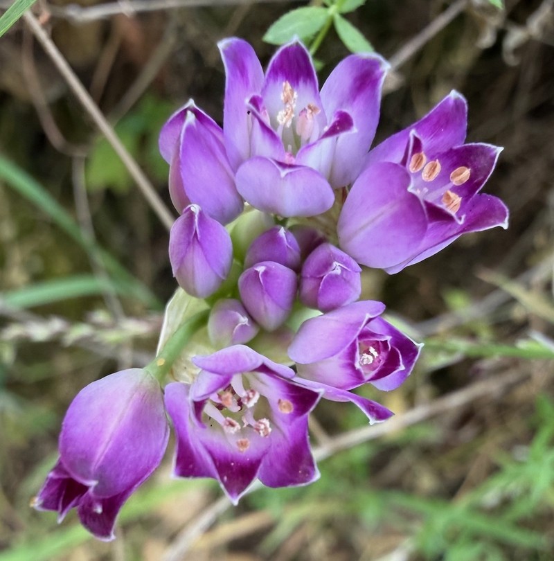 Allium peninsulare var. franciscanum photo 6
