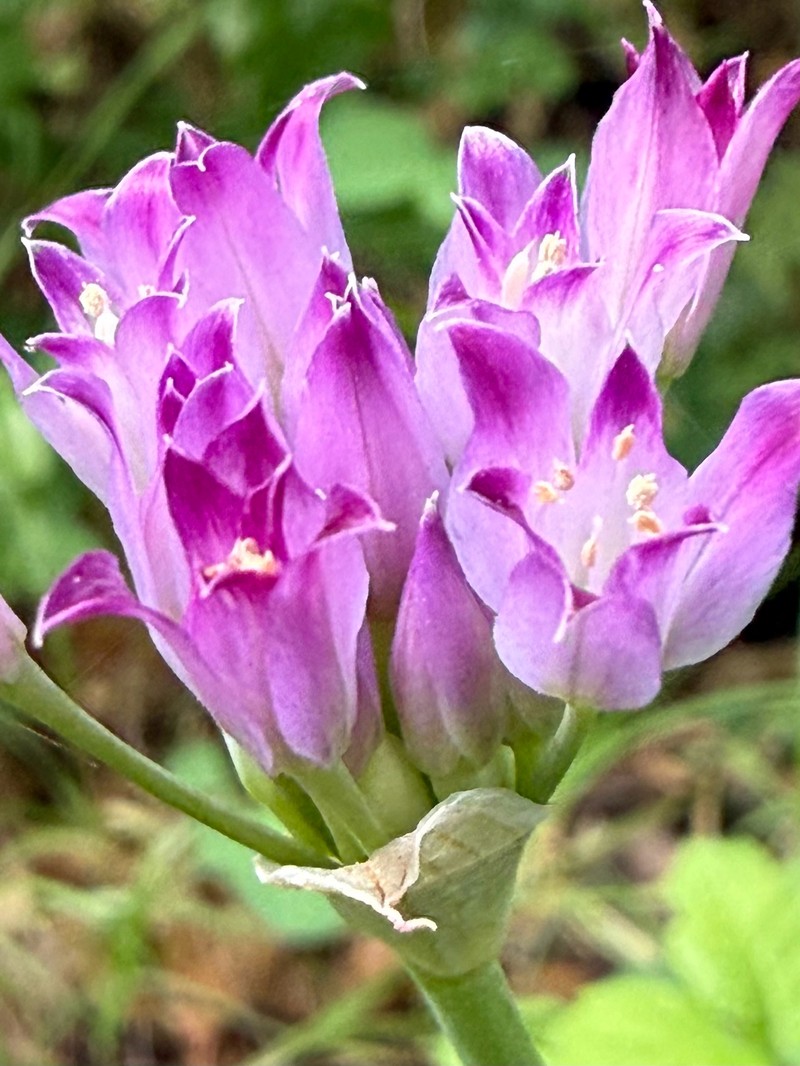 Allium peninsulare var. franciscanum photo 7
