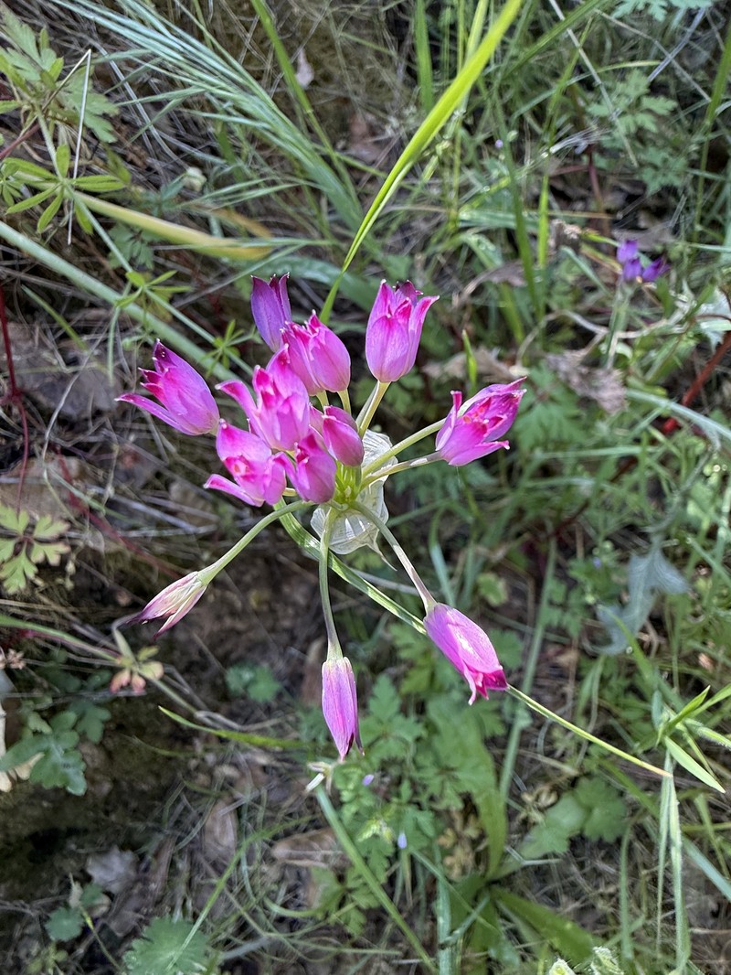 Allium peninsulare var. franciscanum photo 8