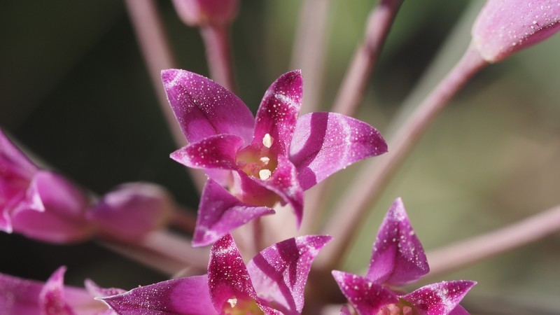 Allium peninsulare var. peninsulare