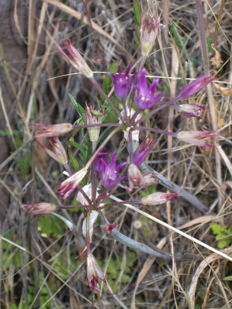 Allium peninsulare var. peninsulare photo 2