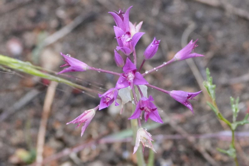 Allium peninsulare var. peninsulare photo 4