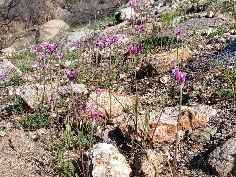 Allium peninsulare var. peninsulare photo 6