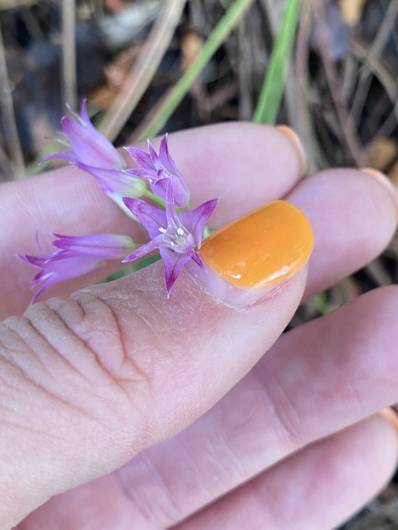 Allium peninsulare var. peninsulare photo 8
