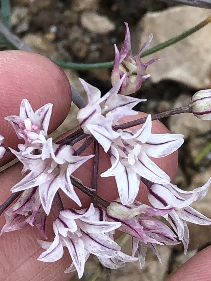 Plains Onion