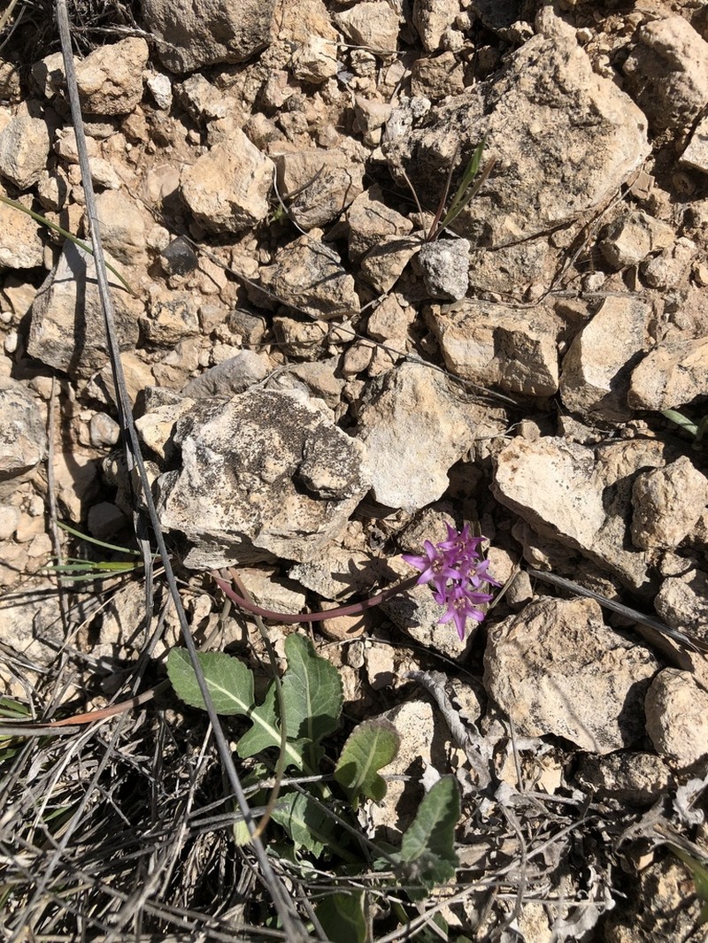 Plains Onion photo 2
