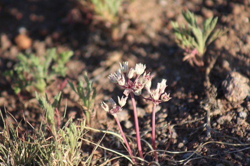 Plains Onion photo 3