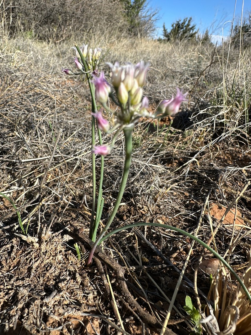 Plains Onion photo 4