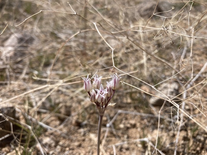 Plains Onion photo 5