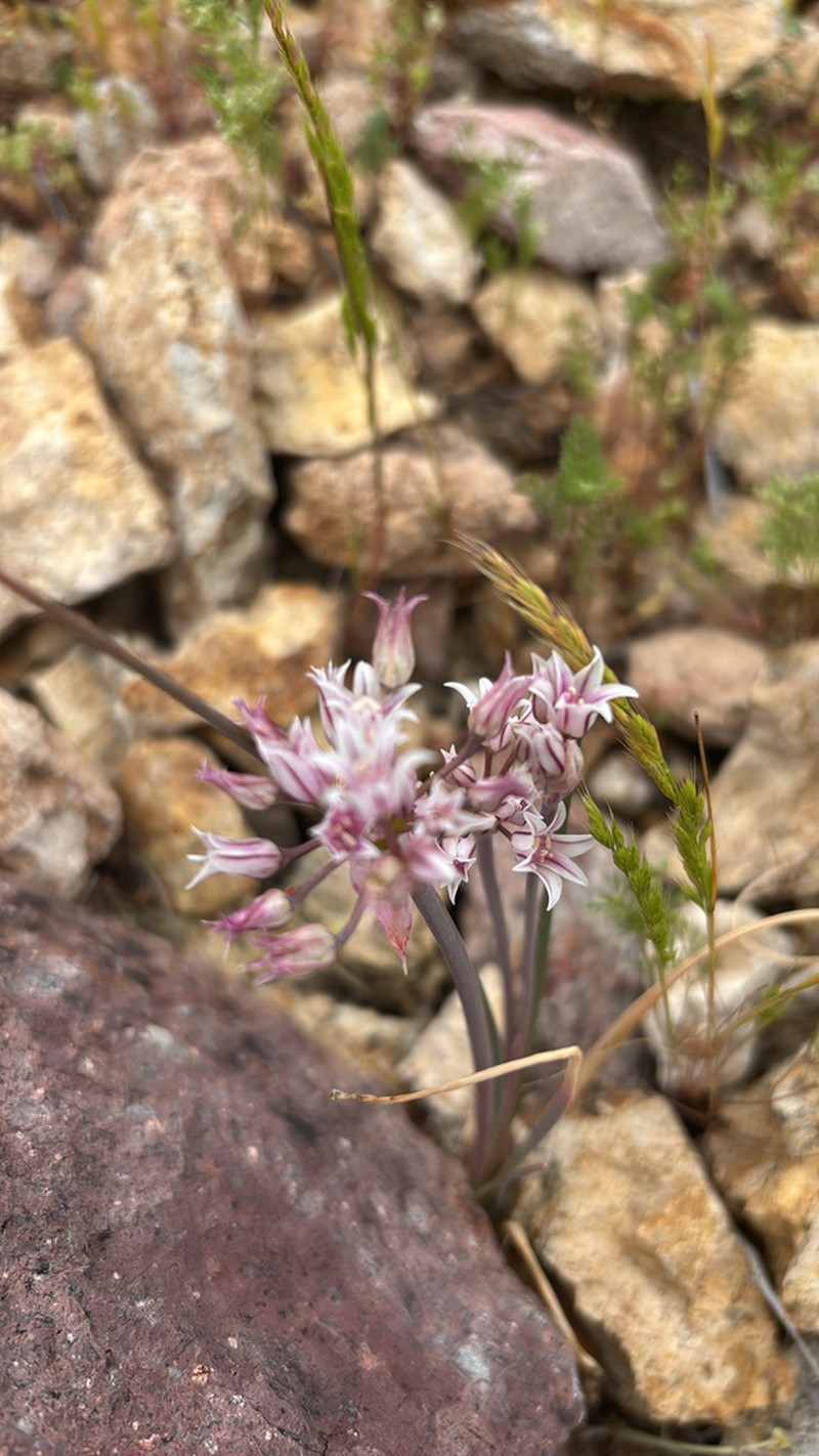 Plains Onion photo 7