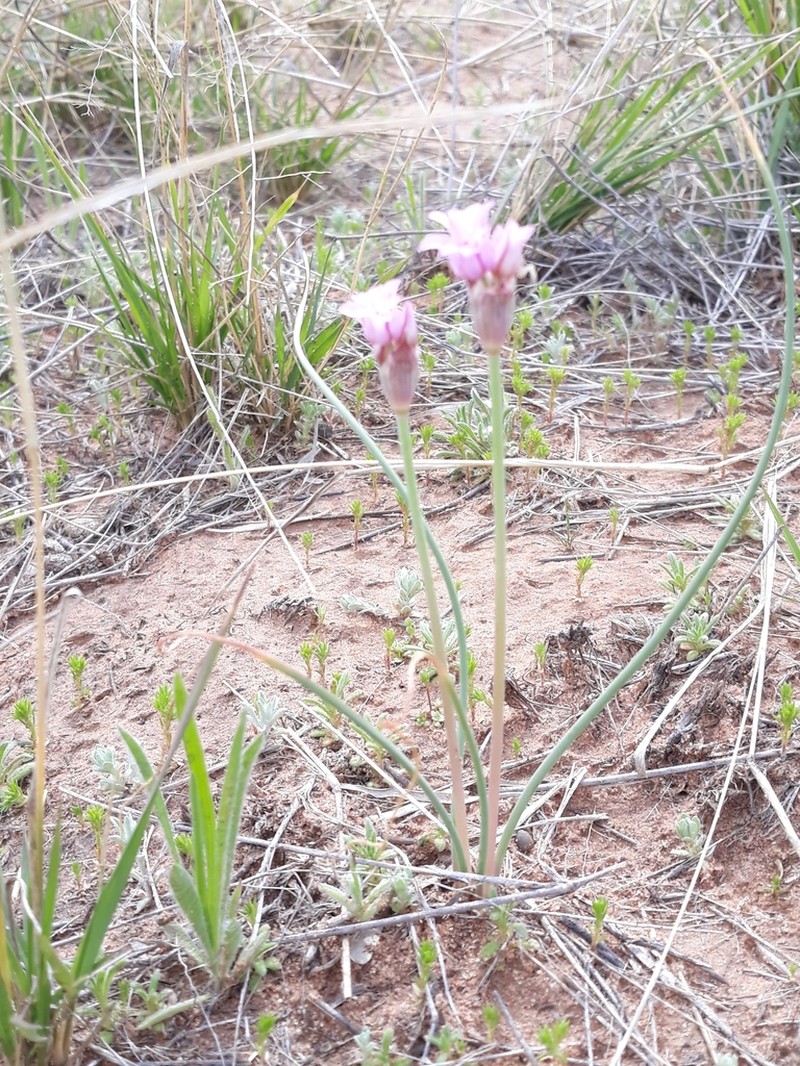 Plains Onion photo 8