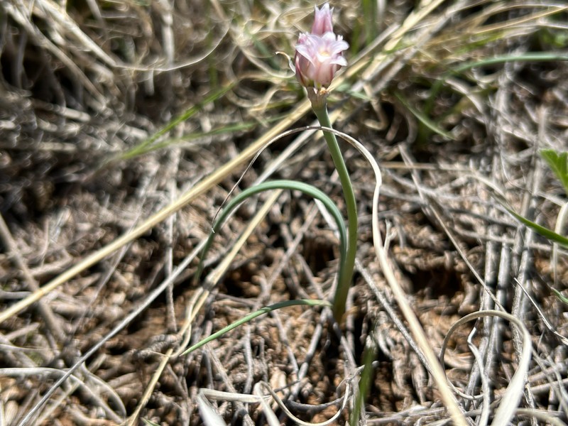 Allium perdulce var. perdulce