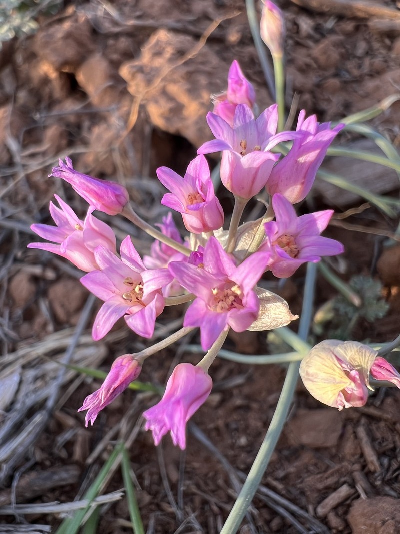 Allium perdulce var. perdulce photo 2