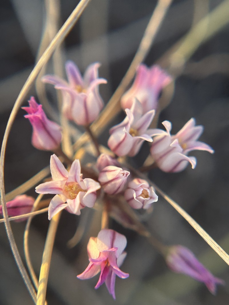 Allium perdulce var. perdulce photo 3
