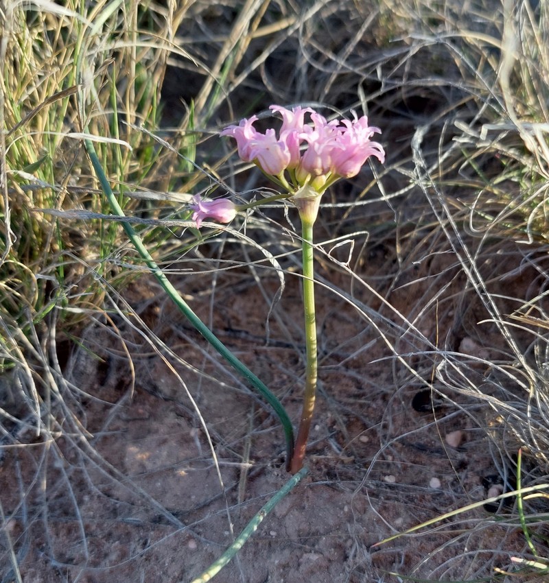 Allium perdulce var. perdulce photo 4