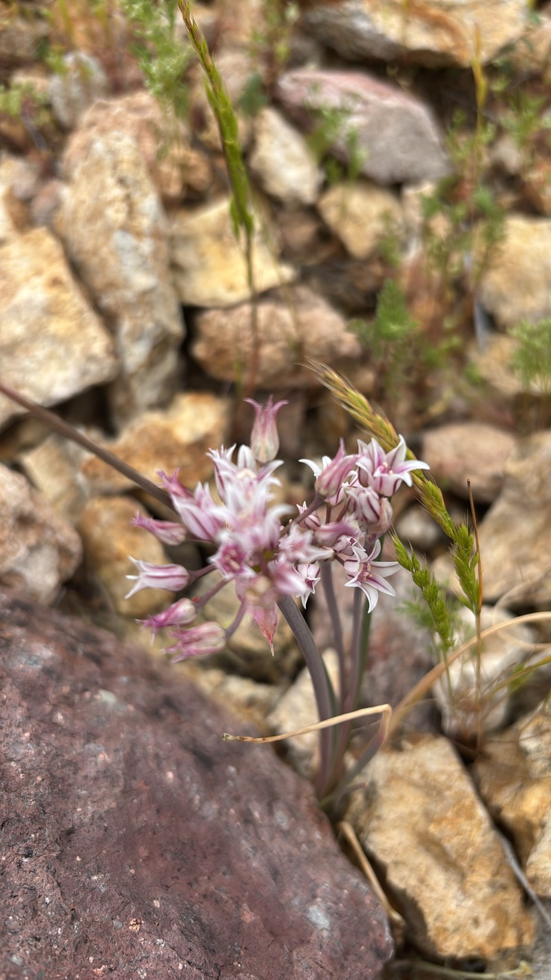 Allium perdulce var. sperryi