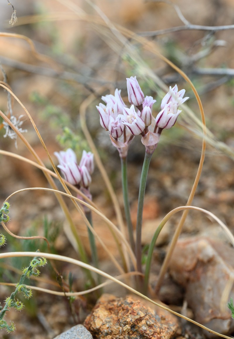 Allium perdulce var. sperryi photo 2
