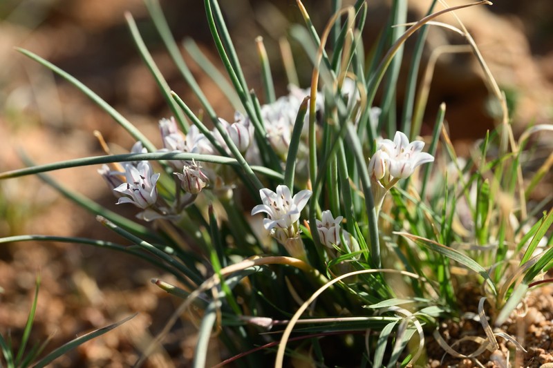 Allium perdulce var. sperryi photo 3