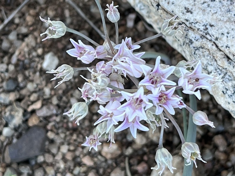 Allium perdulce var. sperryi photo 4
