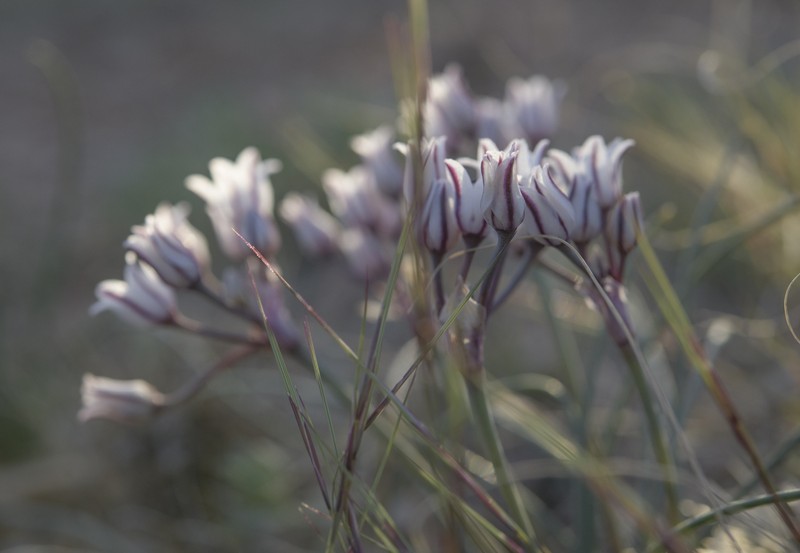 Allium perdulce var. sperryi photo 6