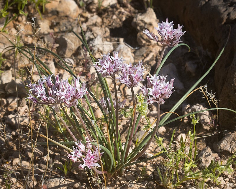 Allium perdulce var. sperryi photo 7