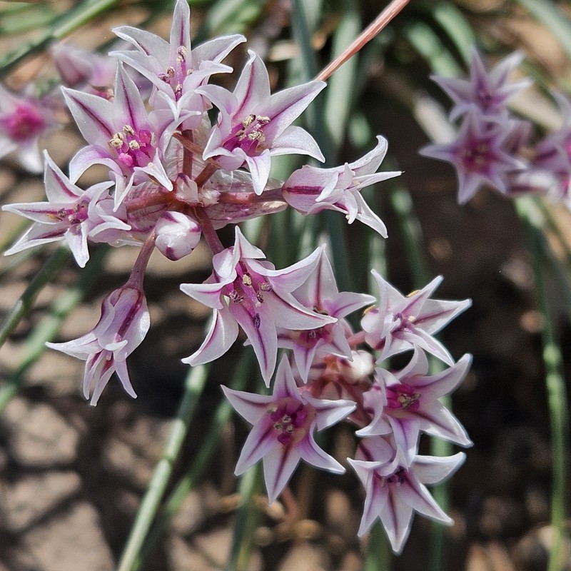 Allium perdulce var. sperryi photo 8