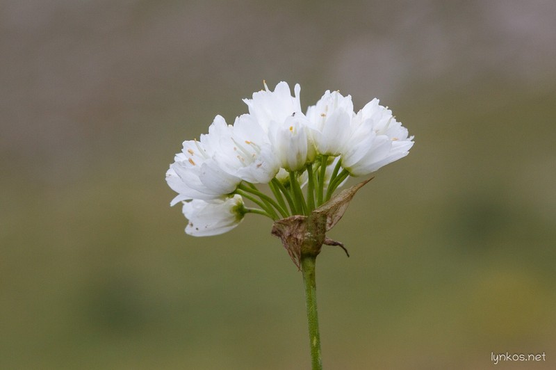 Allium permixtum photo 2