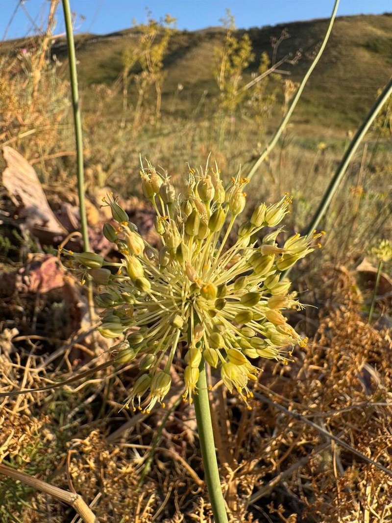 Allium petraeum