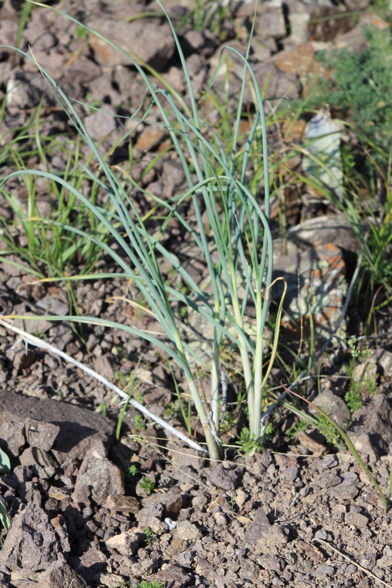 Allium petraeum photo 2