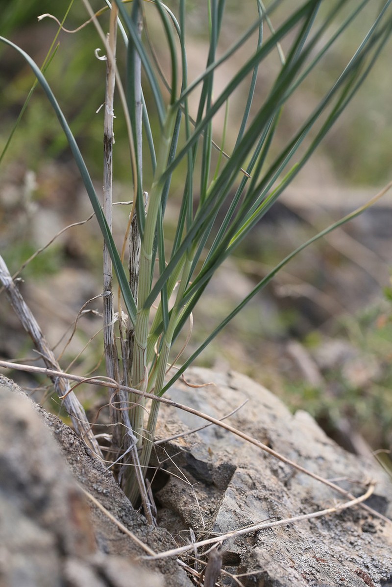 Allium petraeum photo 3