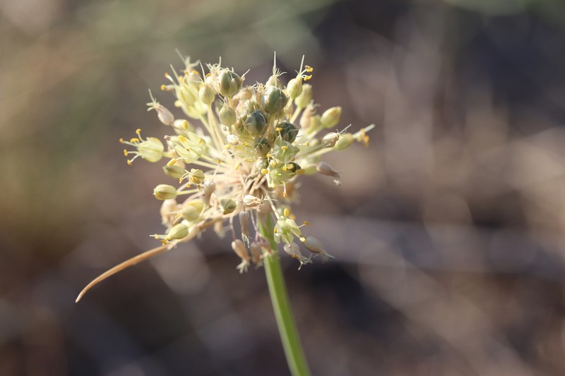 Allium petraeum photo 4