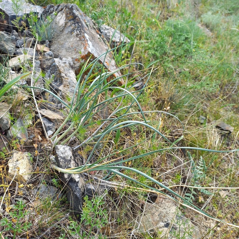 Allium petraeum photo 6