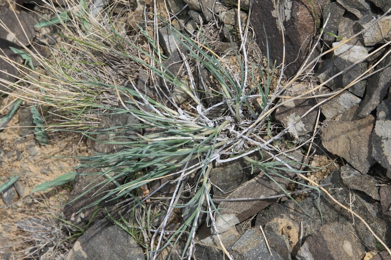 Allium petraeum photo 8