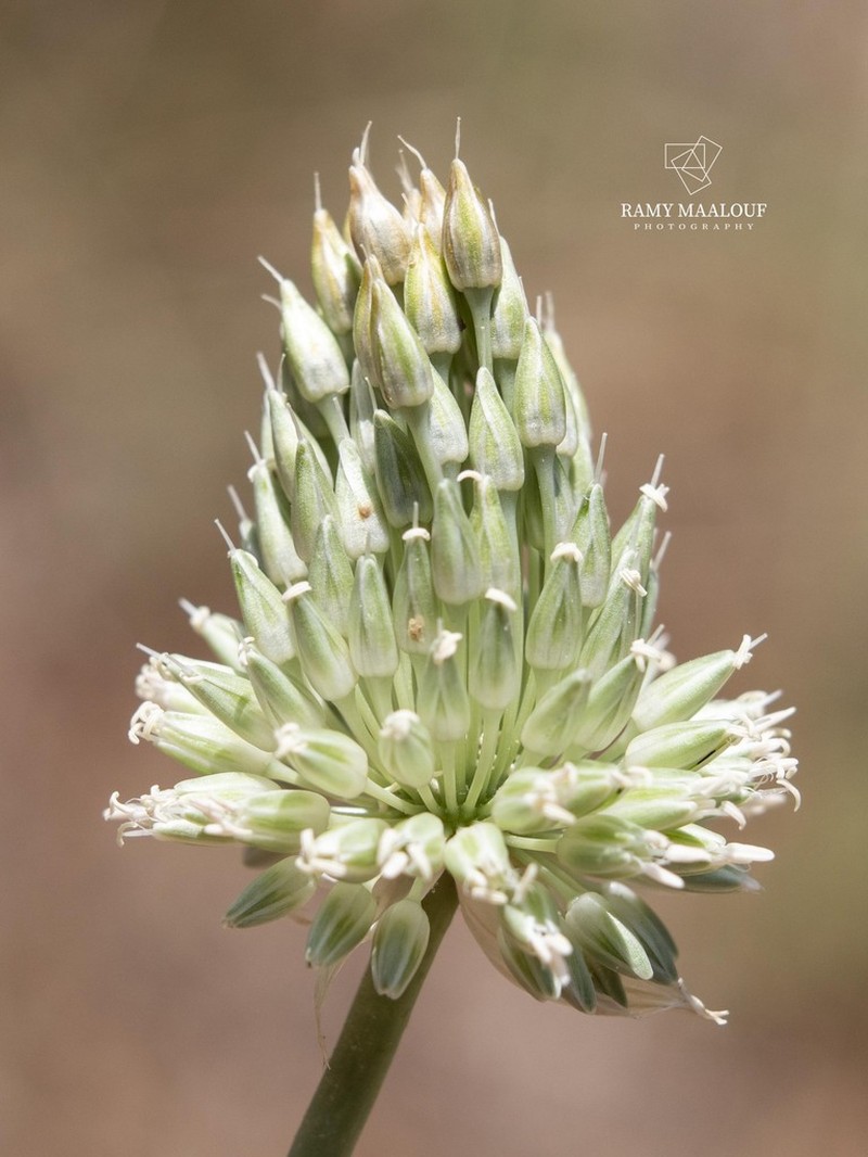 Allium phanerantherum