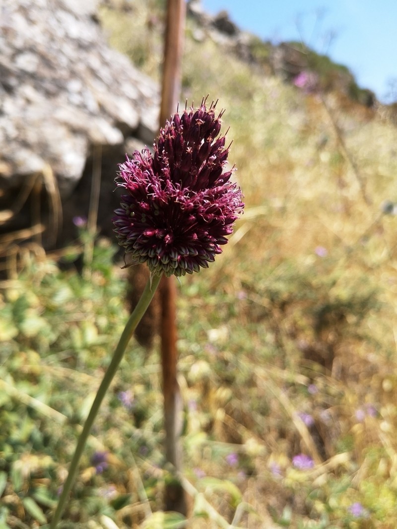 Allium phanerantherum photo 2