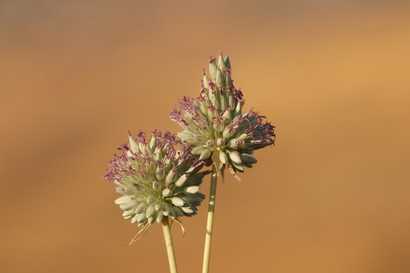 Allium phanerantherum photo 3