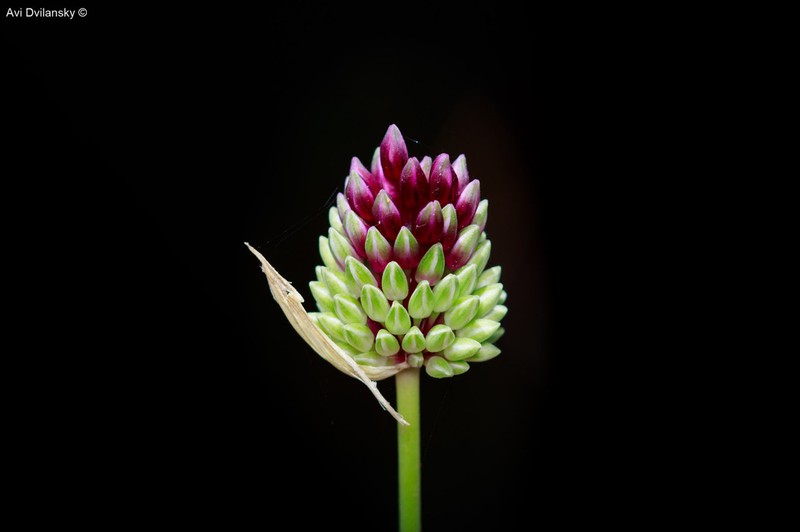 Allium phanerantherum photo 4