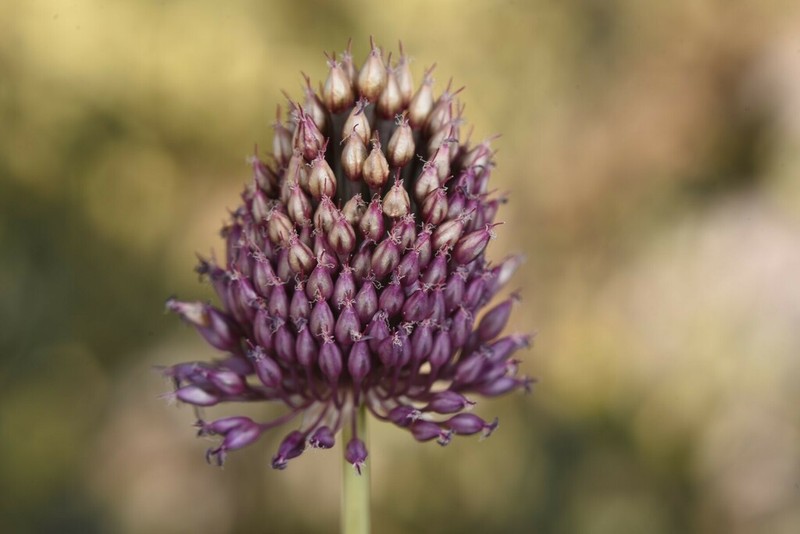 Allium phanerantherum photo 5