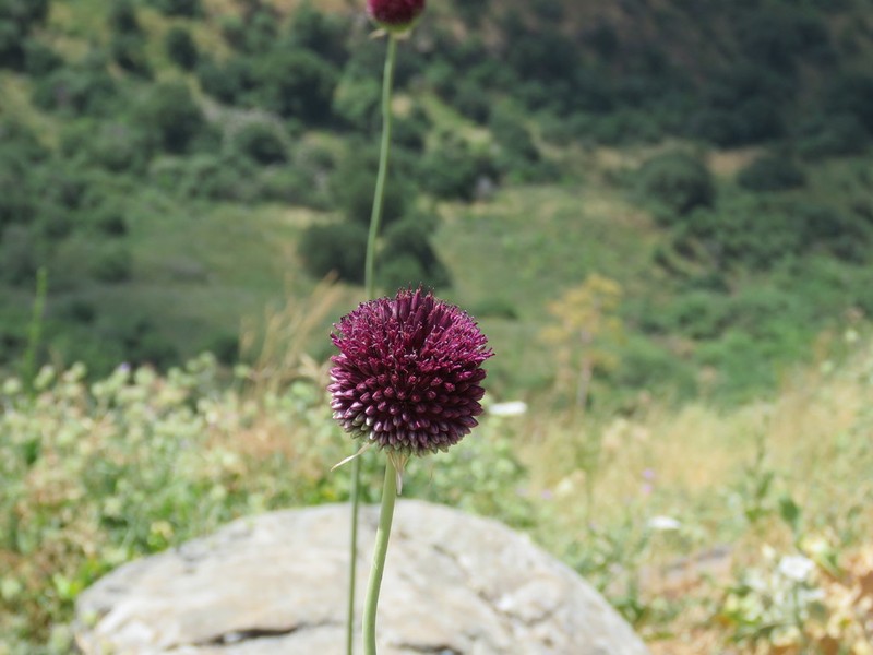 Allium phanerantherum photo 6