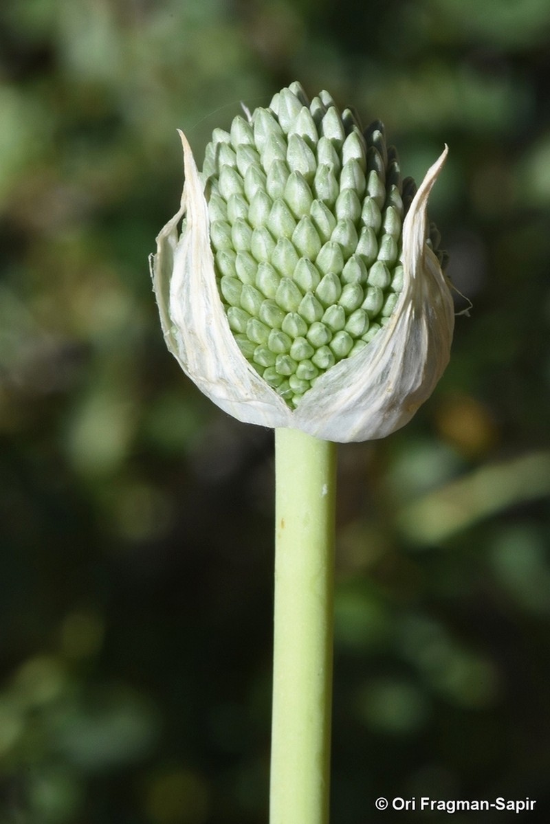 Allium phanerantherum photo 7