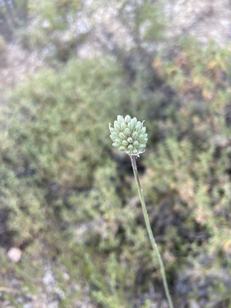 Allium phanerantherum photo 8