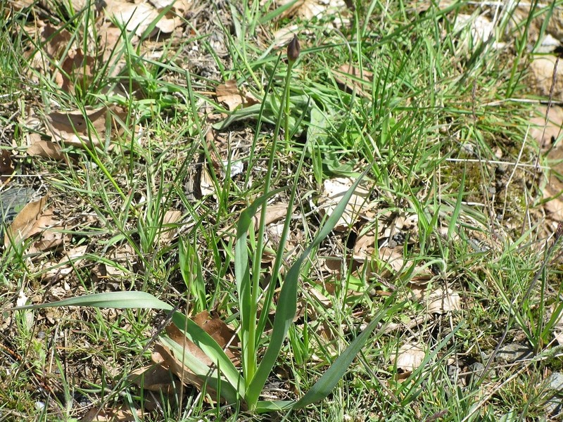 Allium phthioticum